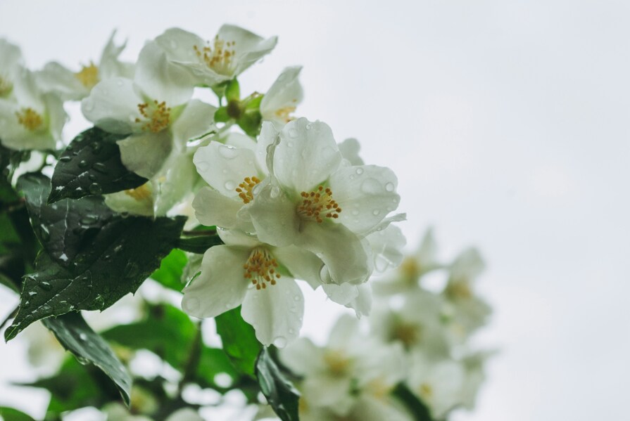 Weiße Jasminblüten mit Wassertropfen auf den Blütenblättern, umgeben von grünen Blättern und einem hellen Hintergrund